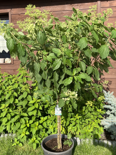 Hortensja bukietowa PHANTOM na pniu