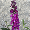 Budleja Dawida ROYAL RED C1.5