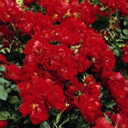 Róża okrywowa CENTRO-ROSE®