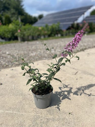 Budleja Dawida PINK DELIGHT C1.5