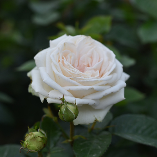 Róża wielkokwiatowa MADAME ANISETTE® Parfuma