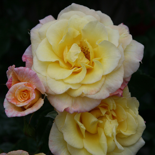 Róża pnąca MOONLIGHT®