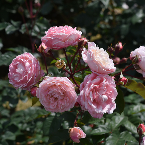 Róża pnąca NEW DREAMS®