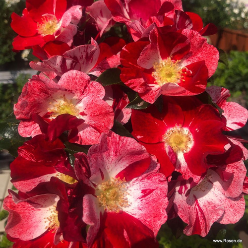 Róża rabatowa SIMSALABIM®