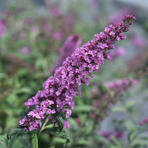 Budleja Dawida PINK DELIGHT C1.5