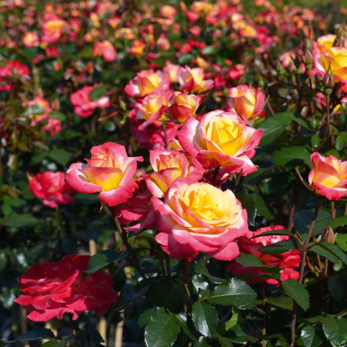 Róża rabatowa EUPHORIA®