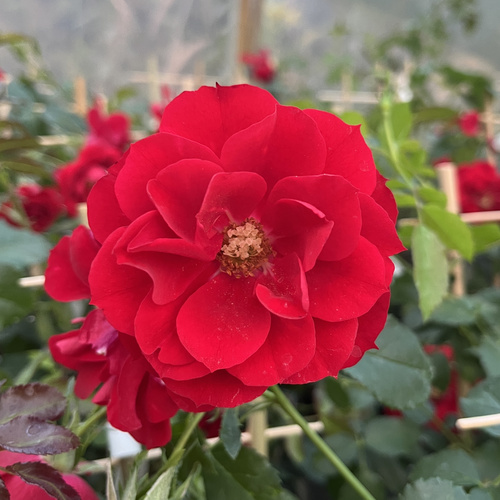 Róża okrywowa CENTRO-ROSE®