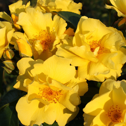 Róża rabatowa LEMON FIZZ®