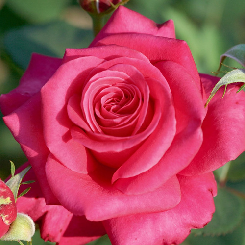 Róża wielkokwiatowa CHARISMA®