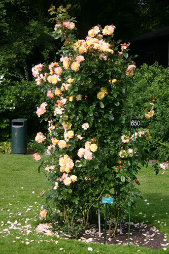 Róża pnąca MOONLIGHT®