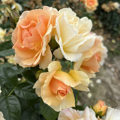 Róża pienna HANSESTADT ROSTOCK®