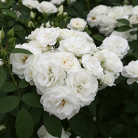 Róża rabatowa BABY SCHNEEWITTCHEN®