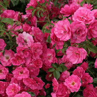 Róża rabatowa BAD BIRNBACH®