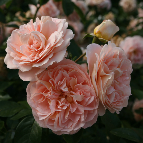 Róża rabatowa SANGERHAUSER JUBILAUMSROSE®