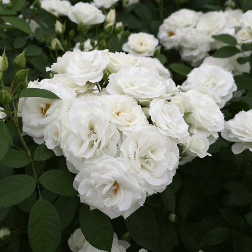 Róża rabatowa BABY SCHNEEWITTCHEN®