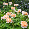 Róża angielska THE LADY GARDENER®