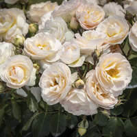 Róża rabatowa ARS AMANDI®