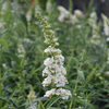 Budleja Dawida WHITE PROFUSION C1.5