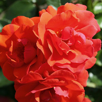 Róża rabatowa WESTPOINT®