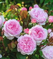 Róża angielska OLIVIA ROSE®