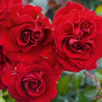 Róża parkowa TORNELLA®