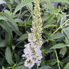 Budleja Dawida WHITE PROFUSION C1.5