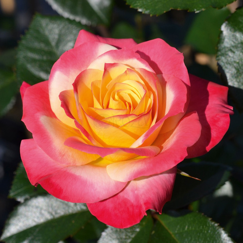 Róża rabatowa EUPHORIA®