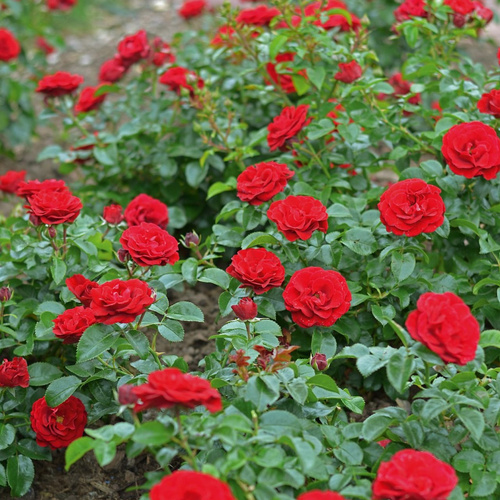 Róża miniaturowa MEDLEY® RUBY