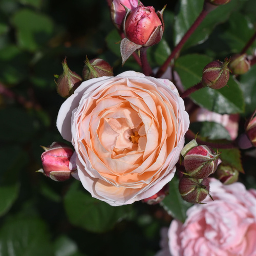 Róża pnąca NEW DREAMS®