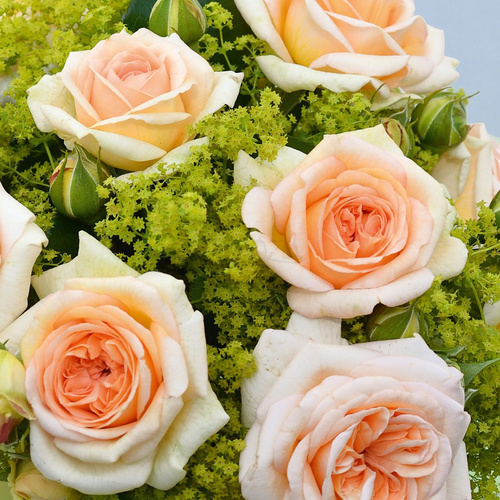 Róża wielkokwiatowa AUDIENZ®