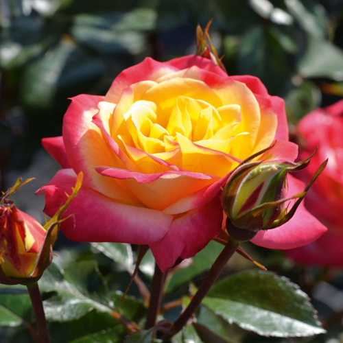 Róża rabatowa EUPHORIA®