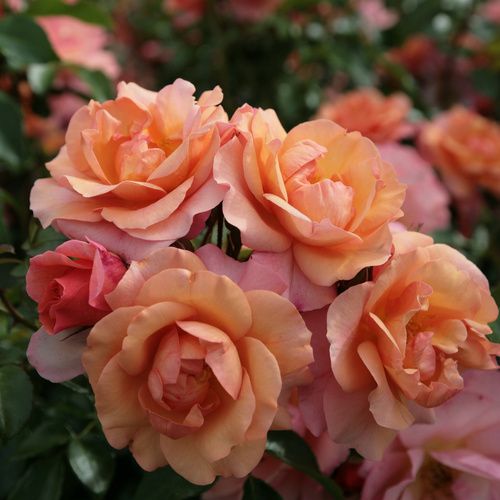 Róża rabatowa APRIKOLA®