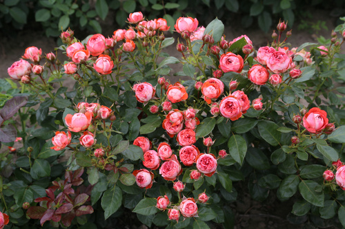 Róża miniaturowa POMPEJI®