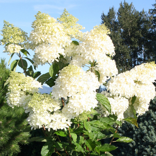 Hortensja bukietowa PHANTOM na pniu
