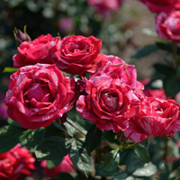 Róża rabatowa HENRI MATISSE®