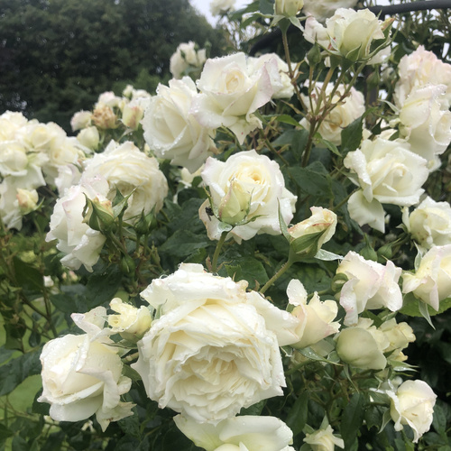 Róża pnąca ALASKA®