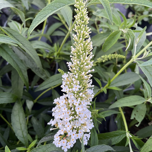 Budleja Dawida WHITE PROFUSION C1.5