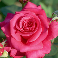 Róża wielkokwiatowa CHARISMA®