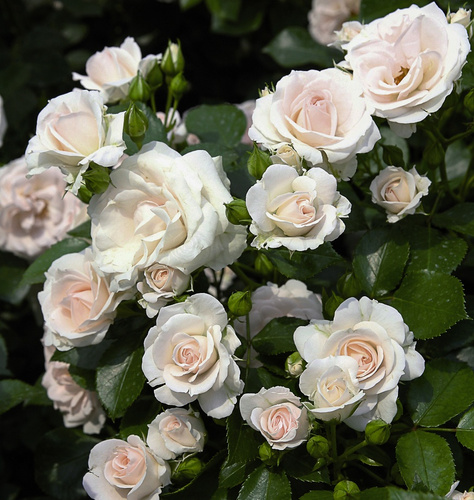 Róża okrywowa ASPIRIN ROSE®