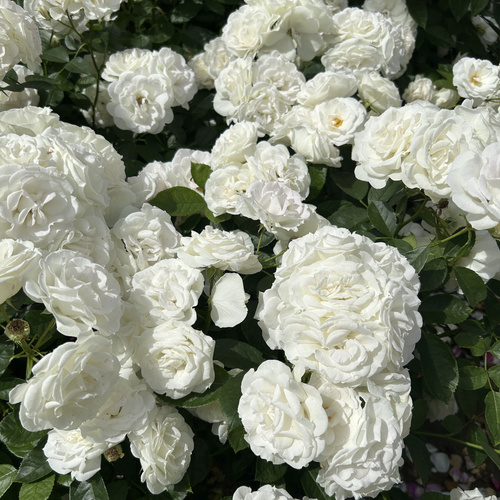 Róża rabatowa BABY SCHNEEWITTCHEN®