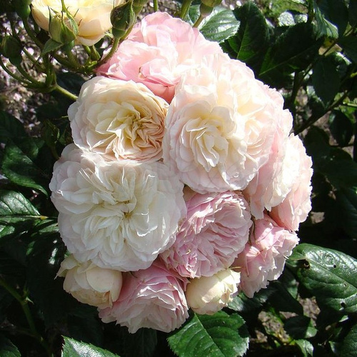 Róża parkowa BOUQUET PARFAIT®