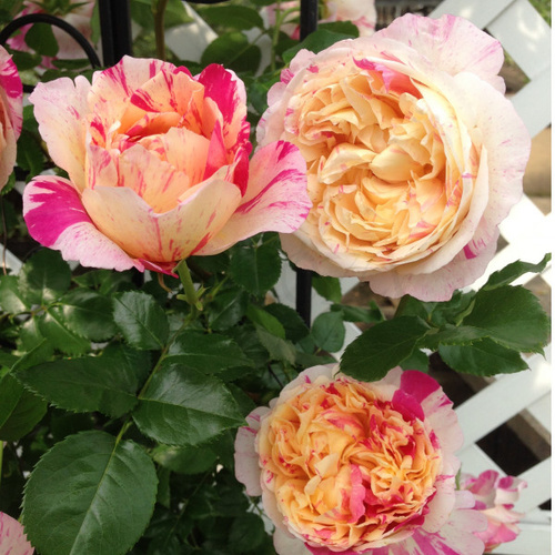 Róża pnąca JULIE ANDRIEU®