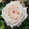 Róża wielkokwiatowa MADAME ANISETTE® Parfuma