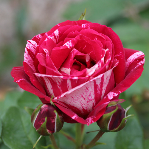 Róża rabatowa HENRI MATISSE®