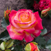 Róża wielkokwiatowa CASINO®