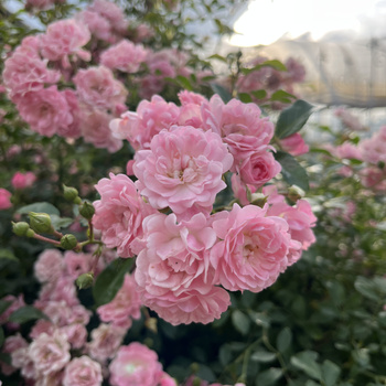 Róża okrywowa THE FAIRY