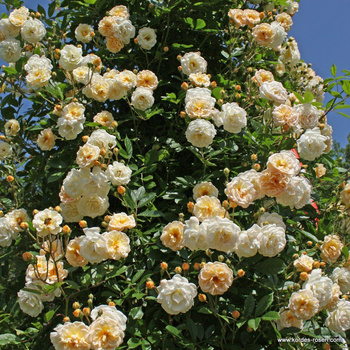 Róża pnąca GHISLAINE DE FELIGONDE