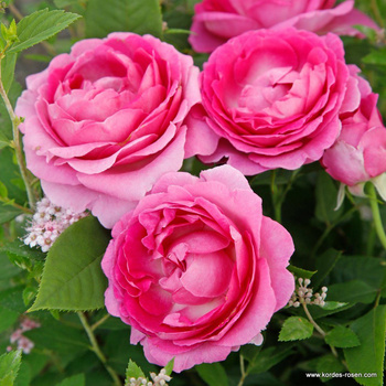 Róża rabatowa FRAULEIN MARIA Parfuma