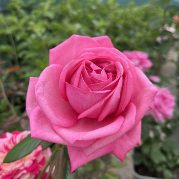 Róża wielkokwiatowa ROMINA®