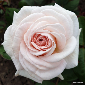 Róża rabatowa GRÄFIN ELKE ZU RANTZAU Parfuma